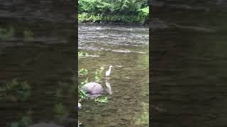 Juvenile Little Blue Heron in Norwich