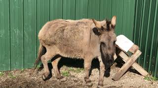 Donkey has a "go" at the salt lick