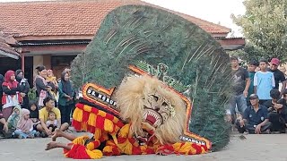 Hebat Banget.!! Atraksi Gulung 3 Pembarong SANGAR Reog Ponorogo Mainkan DADAK MERAK JUMBO