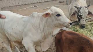 Big White Angry Bull Moments | Intense Encounters with Powerful Bulls