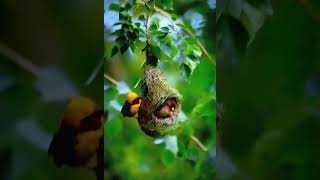 اكتشف الحقائق العجيبة حول حيواناتنا البرية والبحرية #birds #سبحان_الله #اكسبلور