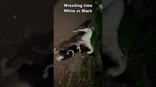 Street Dogs fighting #streetdogs #Dogs #WWE #Doglovers #Trendingshorts #Black vs White