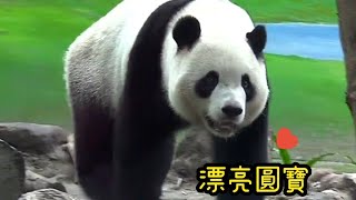 圓寶坐在棲架上好放鬆，在棲架上翻身模樣好可愛|熊貓貓熊The Giant Panda Yuan Yuan and Yuan Bao|台北市立動物園