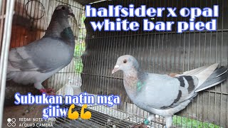 Halfsider and Opal white bar pied / toy stencil babies / english carrier babies