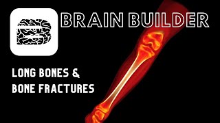 Long Bones and Bone Fractures | Real Anatomy