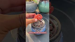 Useful tips for succulents 🪴 #suculentas #다육이들 #多肉植物 #garden #Shorts