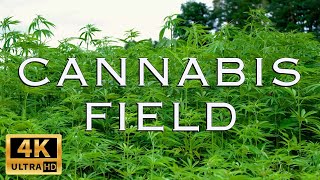 4K Cannabis Field Sounds / Hemp Field Ambience / Relaxing Video for Sleep / Soothing  Nature Sounds