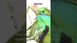 Quetzal! De lo más bonito! #faunasalvaje #especies #curiosidades