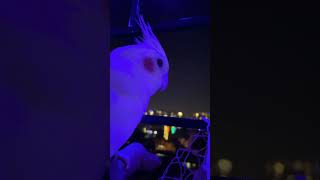 Blue cockatiel on Diwali day #cockatiel #b4birds #parrot #happydiwali