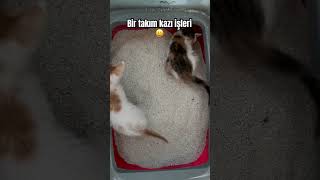 Bir takım kazı işleri #cat #keşfet #catlover #sokakkedisi #fyp