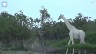 Raras girafas brancas são filmadas pela primeira vez - Assista aqui!