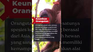 Keunikan Primata Orangutan #shorts