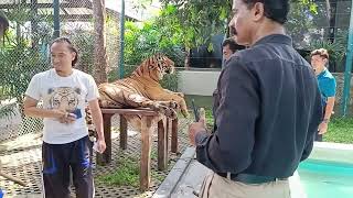 tiger park  കടുവ പുലി