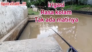 SPOT VIRALLL...!!! IRIGASI RASA KOLAM || UMPAN JITU AIR KERUH GACORR.. DIMAKAN