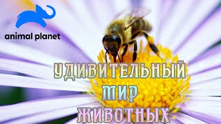 Удивительный мир животных (1). #Документальный фильм Animal Planet 12+