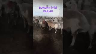 VARMI BÖYLESİ?