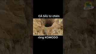 CÁ SẤU TỬ CHIẾN RỒNG KOMODO #thếgiớiđộngvật #dongvathoangda #khamphadongvat #khamphahay #shorts