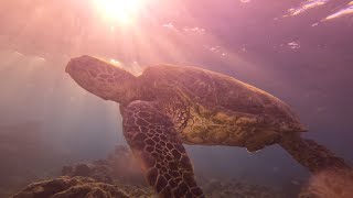 Amazingly beautiful Sea Turtles of Maui July 2023