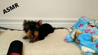 Yorkie Puppy Reacts To His Favorite Treat ASMR