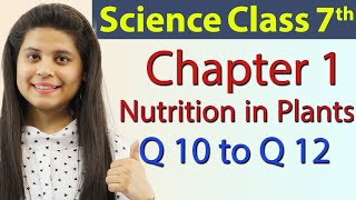 Q 10, Q 11 & Q 12 :- Chapter 1 - Nutrition in Plants - NCERT Science Class 7th