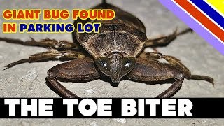 Giant bug found in parking lot