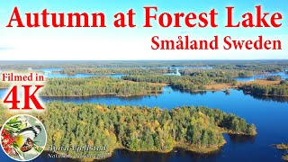 Autumn at Forest Lake : Småland Sweden