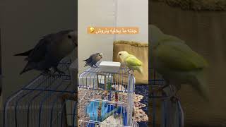 طيور الروز #عائلة_سكر_ومينو #youtubeshorts #yearofyou #trend #parrot #طيور #explore #طيور_الروز