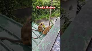 watching the monkeys on balcony