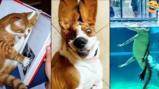 Funny ANIMALS videos 🤣 Funniest CATS😺 and DOGS🐶 2024