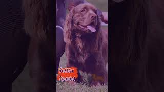 Sussex Spaniel: origen, personalidad, cuidados y apariencia del sabueso spaniel 🐶🎉💖