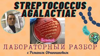 Стретококки группы В (Streptococcus agalactiae) - большой лабораторный разбор с Романом Овчинниковым