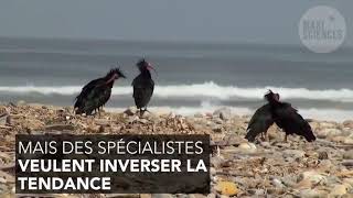 L'ibis chauve, un des oiseaux les plus rares fait son retour en Europe après 400 ans d'absence