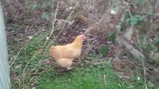 Chicken in the backyard...