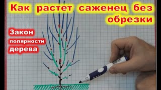 Как растет саженец без обрезки. Частая ошибка начинающих садоводов.