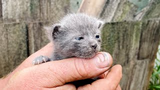 LIVE: Rescue kitty Bump and her SEVEN kittens!