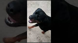 uma parte do adestramento do #sultão #rottweiler #canil