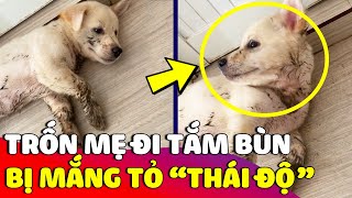 Báo con trốn nhà đi 'TẮM SÌN' bị mẹ mắng lại còn 'TỎ THÁI ĐỘ' cãi lại tay đôi 😅 | Gâu Đần