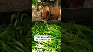 fresh grasses for my cow 🐄🌿🌿😍 #subscribe #animal #viral #shortvideos #srilanka #shorts