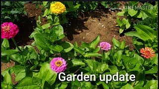 Garden update and Bluejays-memorial day weekend 🌻