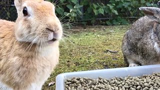 Bunny too interested in humans