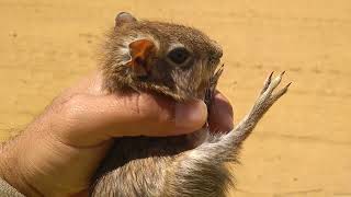 Preá da caatinga sendo resgatado, você conhece esse mamífero?