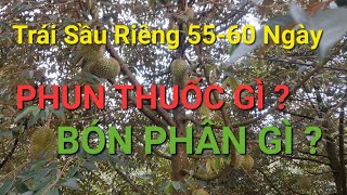 TRÁI SẦU RIÊNG 55 đến 60 ngày thì PHUN THUỐC GÌ  BÓN PHÂN GÌ