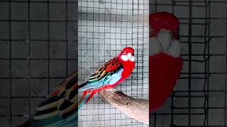 red ferry Rosella parrot vlogs my YouTube channel subscrabe🙏#birds #vlog #video #rosella parrot