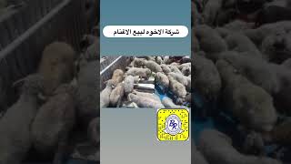 شركة الاخوه لبيع الاغنام الكويت كبد