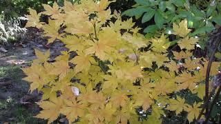 Garten-Tirol-Österreich `Herbstfarben´