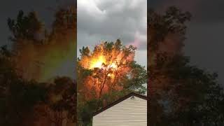 Trees Catch Fire Getting Electrocuted