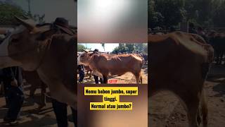 Menurut Kalian BABON INI Jumbo atau Biasa? #shortvideo #pasarsapi  #sapi