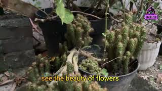 the beauty of flowers