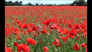 The History of Memorial Day and 'The Poppy'