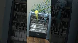 Happy Budgies | Playing | Fun | Budgie Love | Australian Birds